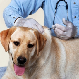 Dog Getting Vaccination